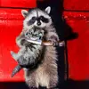 murderousracoon