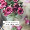 shuaa29