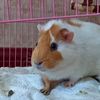 guinea_pig470