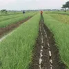 golokbawanggolok
