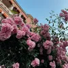 _nadia_ivaniuk_