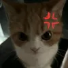 norhieyh