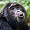 chimpanzee5319