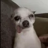whymintwhy