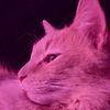 petitechatton