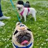 eddie_and_henry_pugs