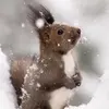 funnysquirrel4