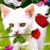 user5941688187444