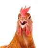 thatslabofchicken