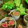 wayandarmayasa361