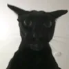 ilikebananas4586