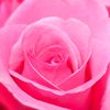nasirmehmood6909