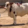 cattlestationkarachi