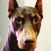 zeke_thedobe