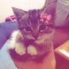 kattypie