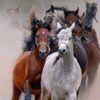 usersalman037