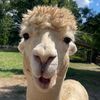fluffyducky7