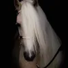 🇵🇸 🐎ام عهد 🐎🇵🇸