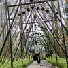 dwifajarsubianto_