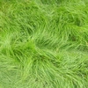 grass_grass108