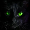 blackcat7_7