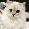 iyaa_1019