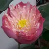 wancharoen8