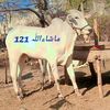 mianfaizan1214