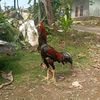 bengbeng42668