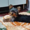 basti0080