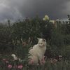 qamxr_24