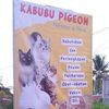 kabubupigeon