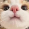 uniuoy_