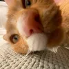 williamsstreamkonto