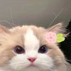 itsmesfa04