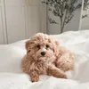 miloww.maltipoo