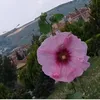 kayzon69