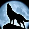 wolfolobo5