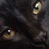 kittykittymeowmeow129