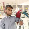 usamaarain7550