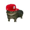 neko_nekootaa