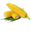 userl9yllpll5v