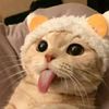 petsupplies.071