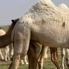سلطان فرحان