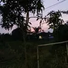 kim_tuyen774