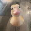 dichiez