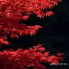 nguyenminh7707