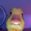 kyutttqo