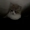 sahrul_zani