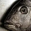 fisulus